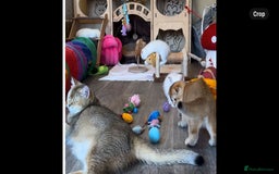 Scottish Fold cats for sale: Beautiful Blue-Eyes Scottish Girl Kittens - Image 4