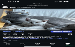 British Shorthair cats for sale: 🐾✨ Beautiful British Shorthair Cat Available ✨🐾 - Image 6