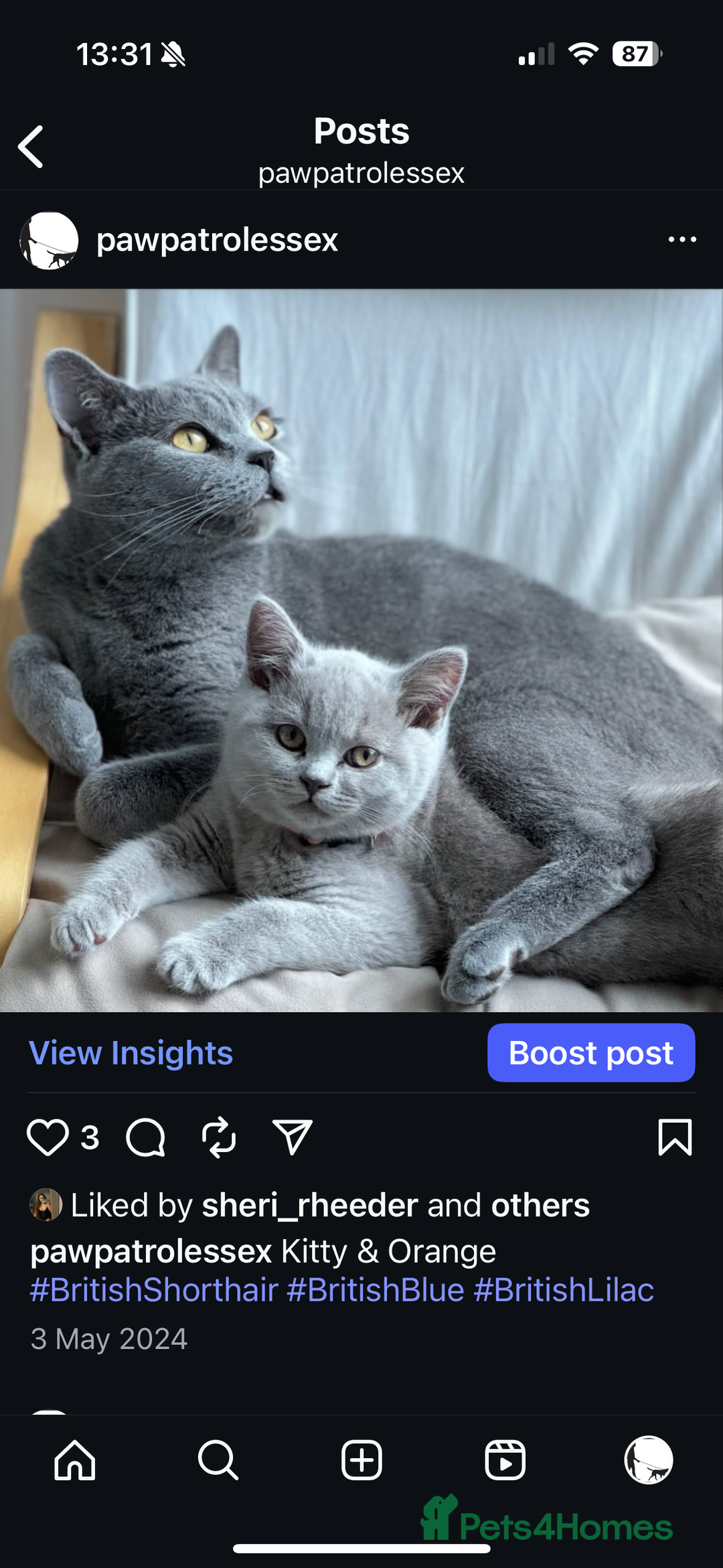 British Shorthair cats for sale: 🐾✨ Beautiful British Shorthair Cat Available ✨🐾 - Image 6