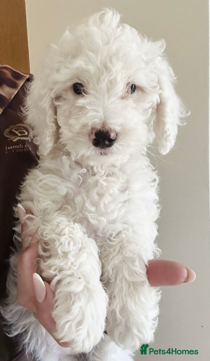 Cockapoo dogs F1b stunning cockapoos  - Advert 1