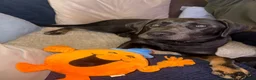 Mixed Breed dogs for sale: Chloe the Labrador cross  in Carterton - Advert 4