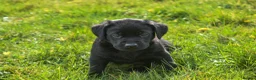 Labrador Retriever dogs for sale: Black Labrador Puppies in Bishops Castle - Advert 8