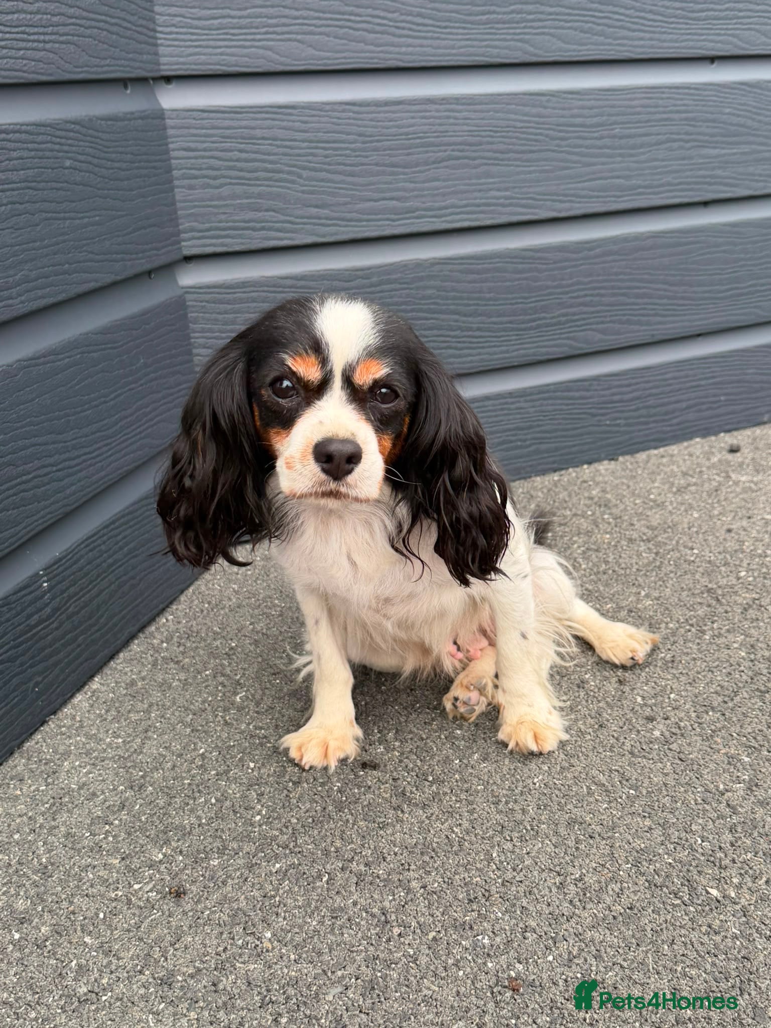 Mixed Breed dogs King Charles cavalier x paterdale - Advert 1