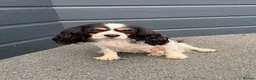 Mixed Breed dogs for sale: King Charles cavalier x paterdale in Accrington - Advert 1