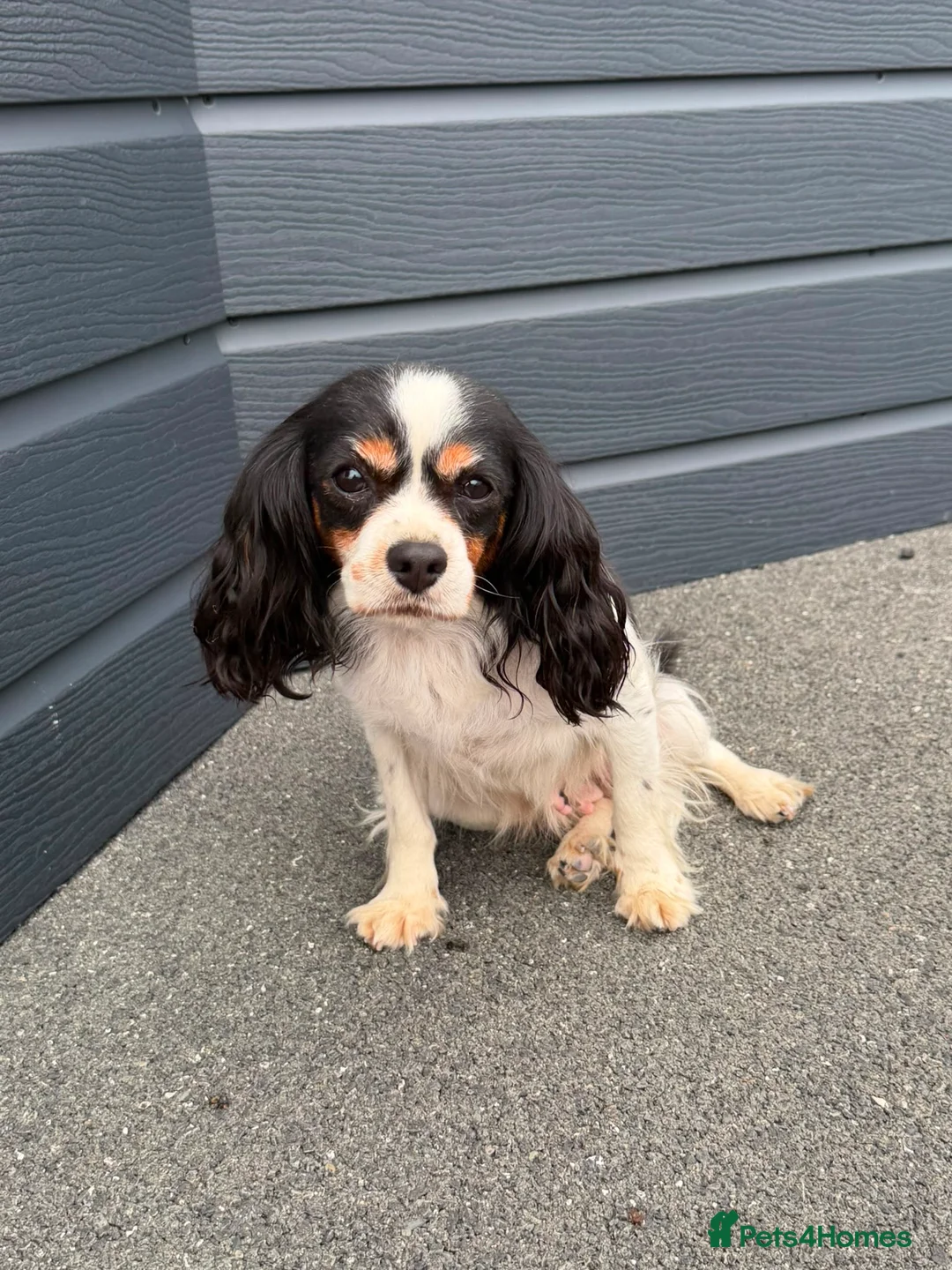 Mixed Breed dogs for sale: King Charles cavalier x paterdale in Accrington - Advert 1