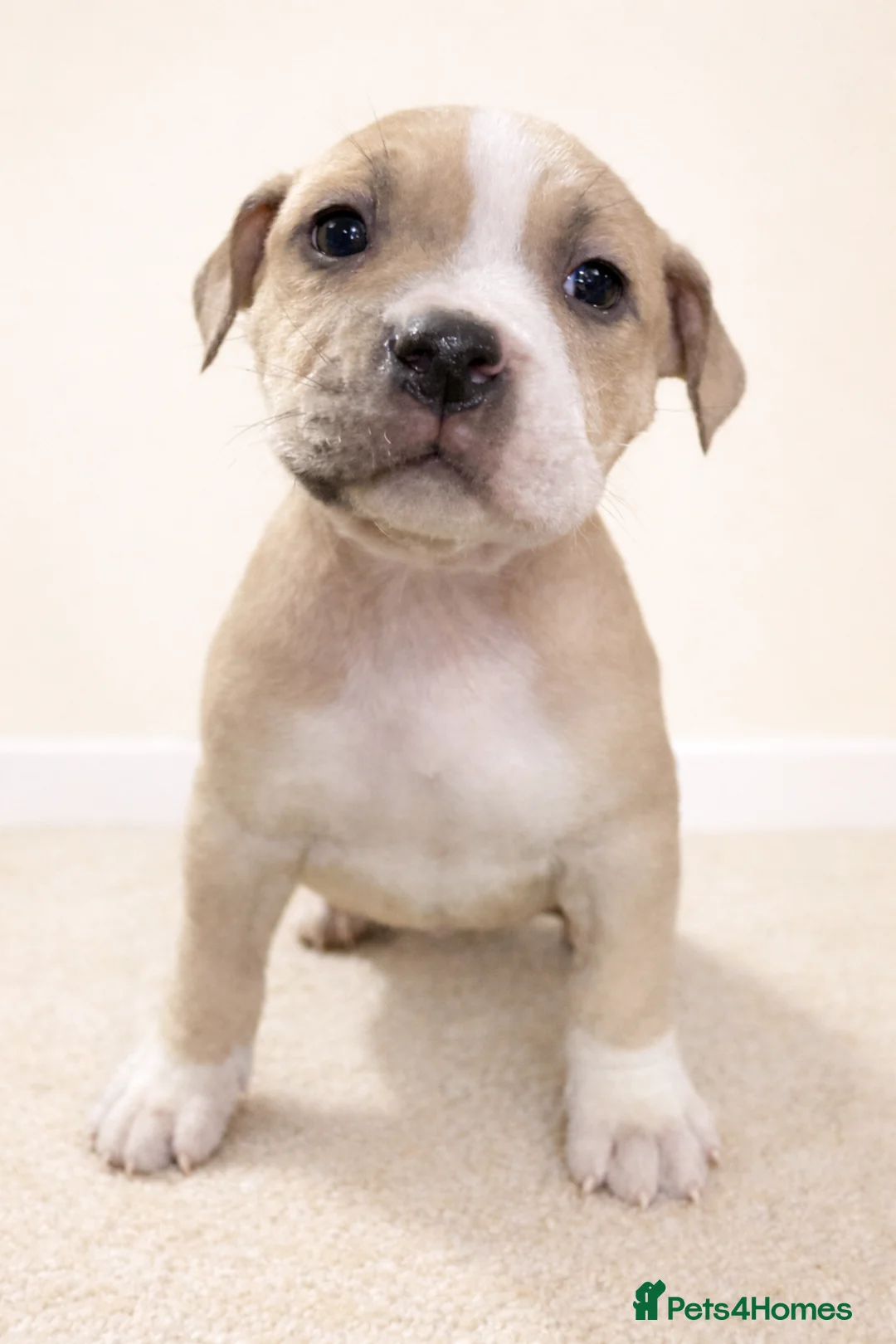 American Bully dogs for sale: ⭐️ 3/4 stunning Pocket bullys mix of colours ⭐️ - Advert 1