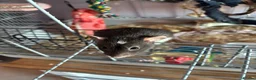 Rat rodents for sale: 3 female everything included (open to offers) in Poole - Advert 4