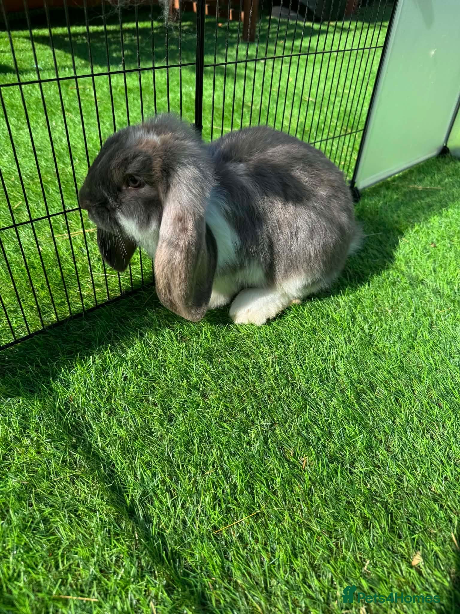 French Lop rabbits French lop - Advert 1