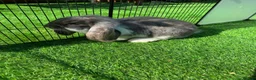 French Lop rabbits for sale: French lop - Advert 1