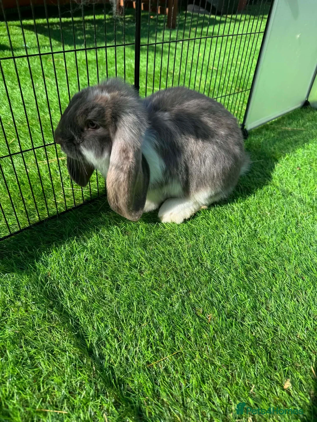 French Lop rabbits for sale: French lop - Advert 1