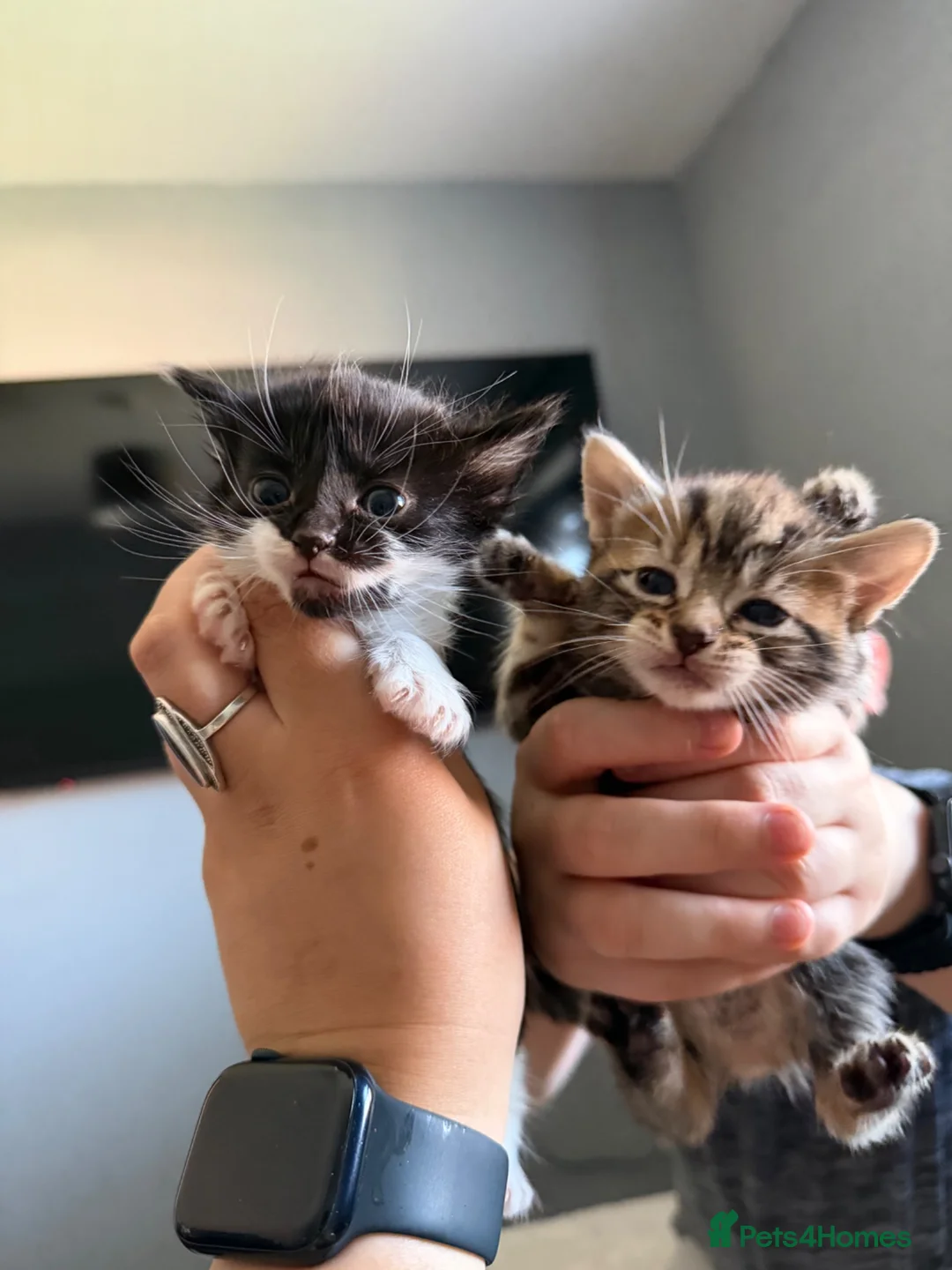 Mixed Breed cats for sale: Kittens for sale  - Advert 5