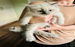 Ragdoll cats for sale: RAGDOLLS KITTENS **INC STARTER PACK & INSURANCE** - Image 5