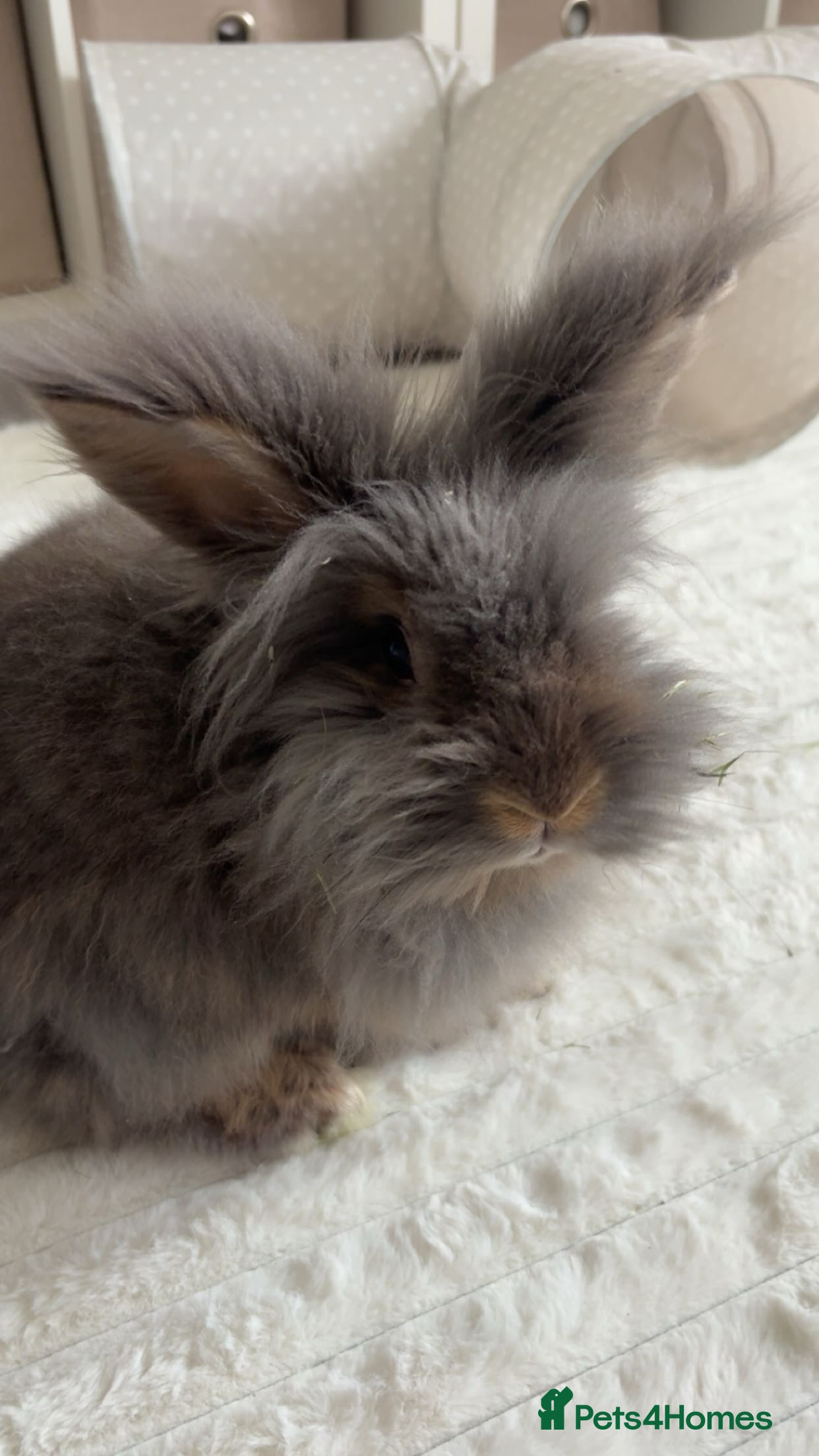 Lionhead rabbits Double maned lionhead  - Advert 9