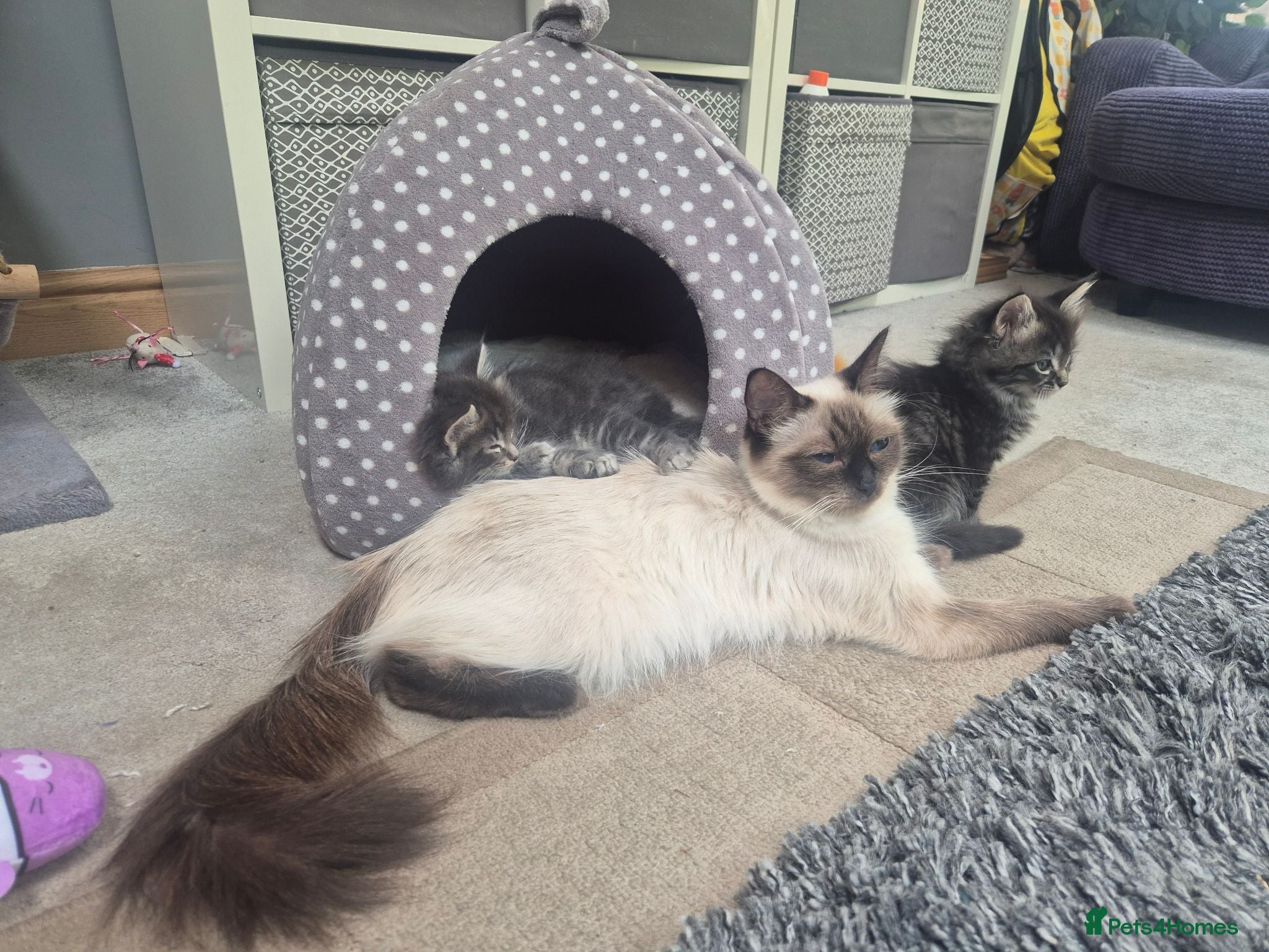 Mixed Breed cats Ragcoons - Advert 1