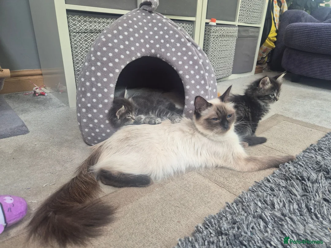 Mixed Breed cats for sale: Ragcoons in Newton-le-Willows - Advert 1