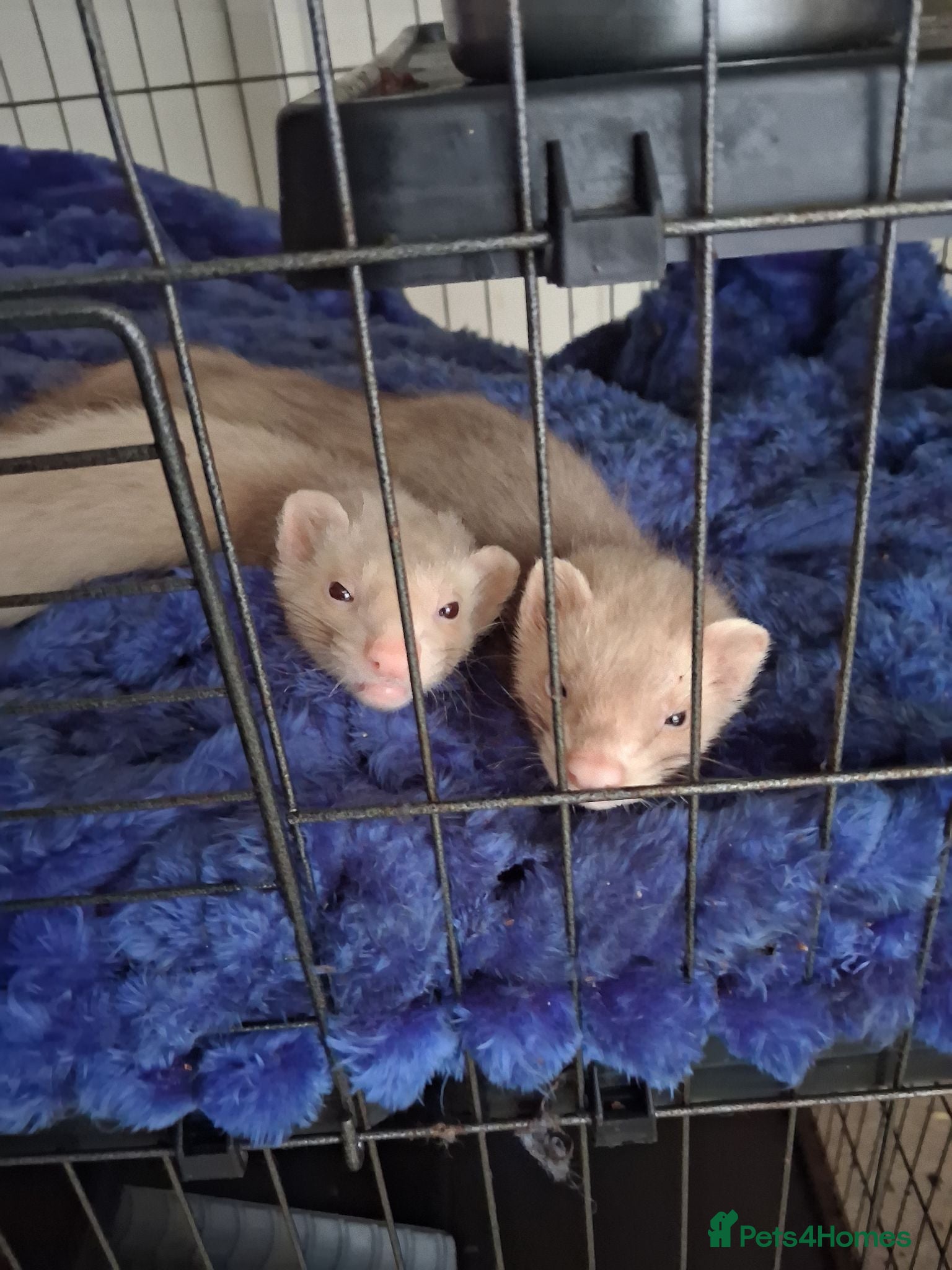 Ferret rodents 2 hobs sandy - Advert 2