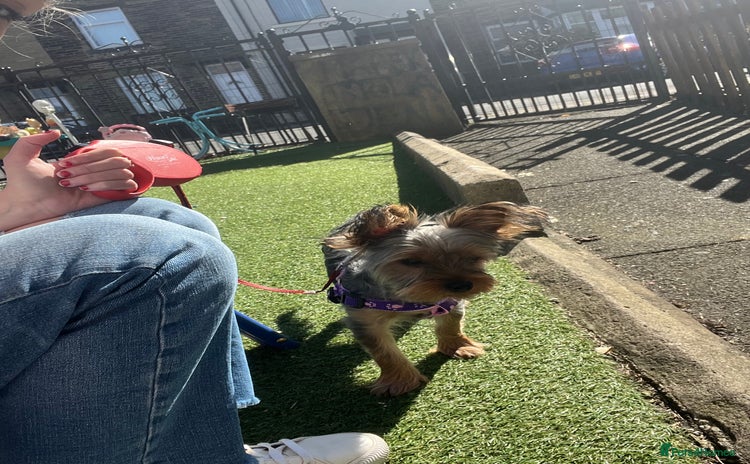Yorkshire Terrier dogs - Advert 1