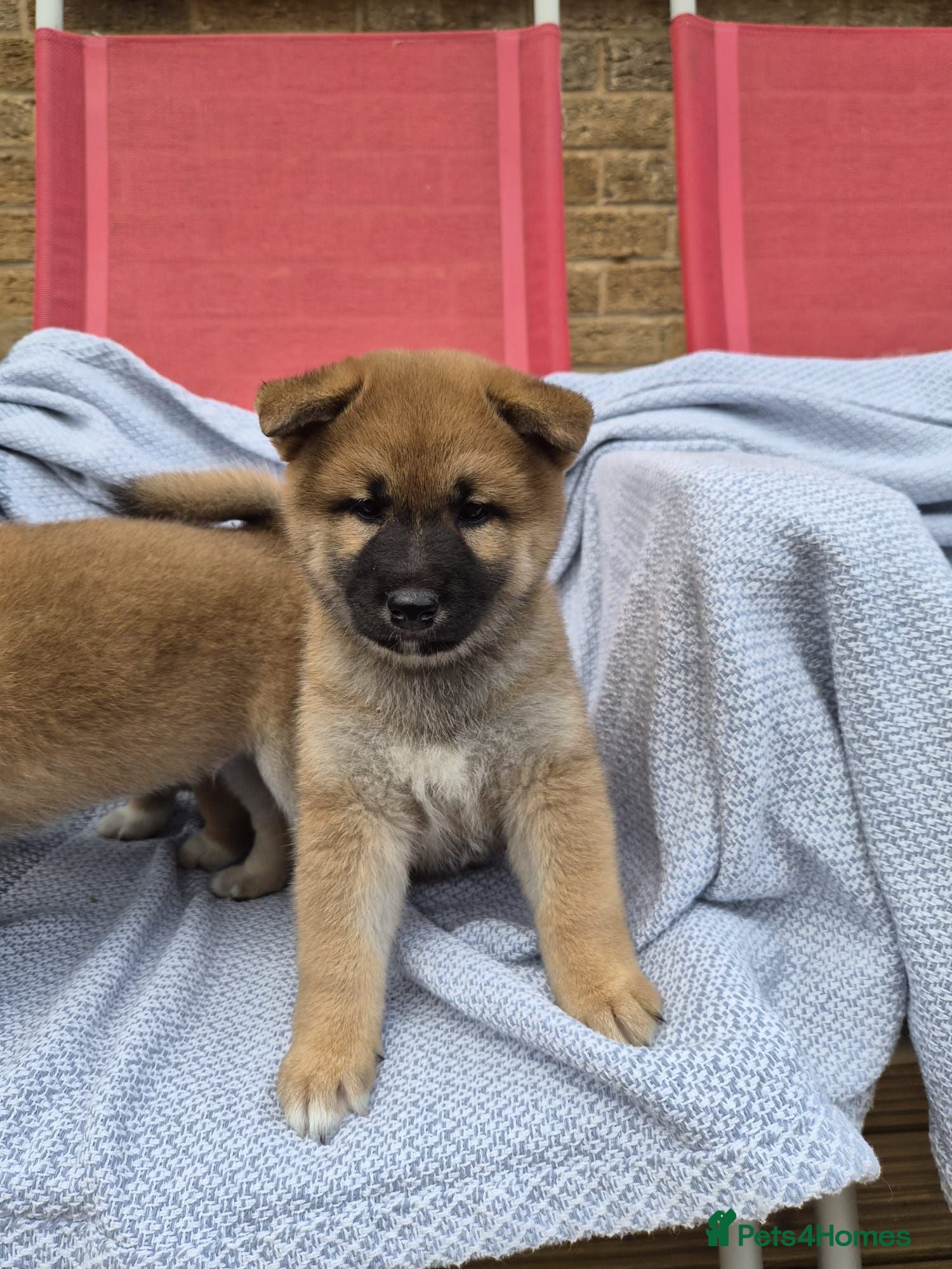 Japanese Shiba Inu dogs Lovely Shiba Inu Puppies, Ready for home late Aug - Advert 2