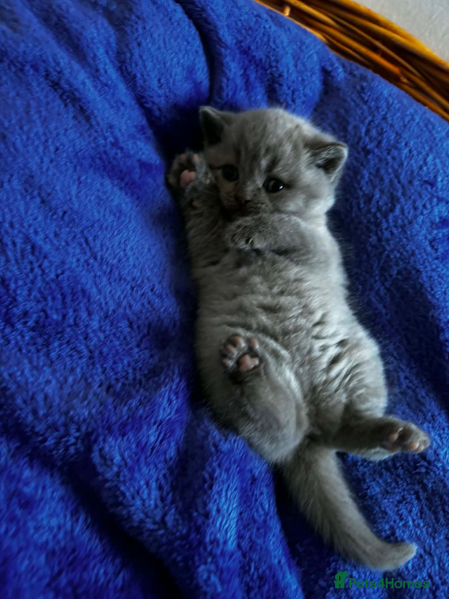 Scottish Fold cats Beautiful scottishfold/Scottish straight kittens🥰 - Advert 1
