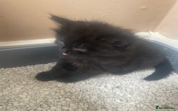 Mixed Breed cats for sale: 1 boy 2 girls  - Image 4