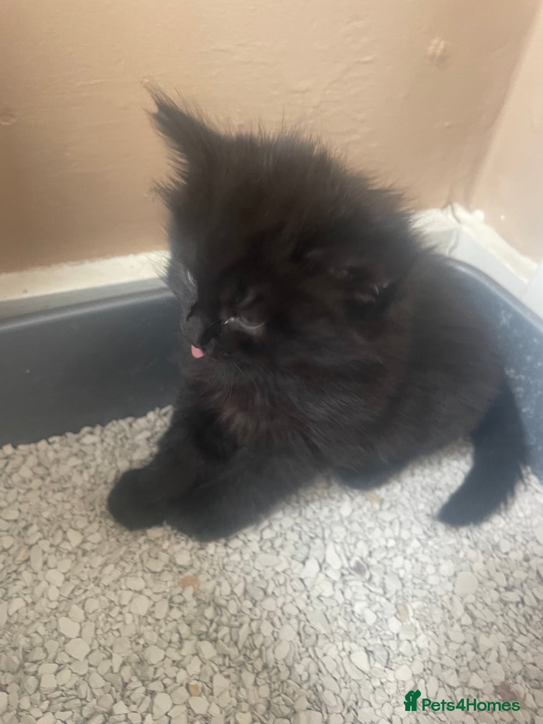 Mixed Breed cats for sale: 1 boy 2 girls  - Image 4