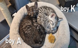 Maine Coon cats for sale: Maine coon cross kittens  - Advert 4