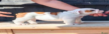 English Bulldog 4