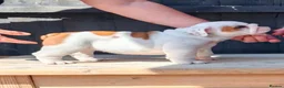 English Bulldog dogs for sale: Quality English bulldog puppies in Skegness - Advert 3
