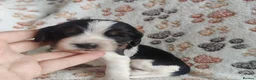 Cocker Spaniel dogs for sale: KC / Health tested Show Type Cocker Spaniels  - Advert 12