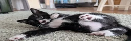 Mixed Breed cats for sale: Tuxedo brother and sister - Advert 6
