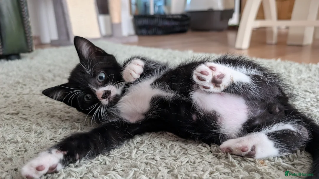 Mixed Breed cats for sale: Tuxedo brother and sister - Advert 6