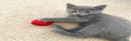 Russian Blue cats for sale: Stunning Russian Blue Kittens - Advert 4