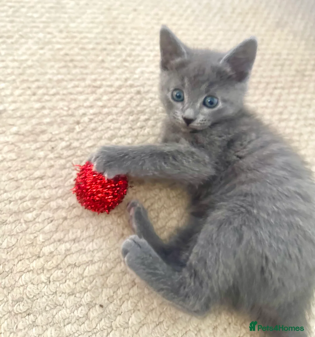 Russian Blue cats for sale: Stunning Russian Blue Kittens - Advert 4