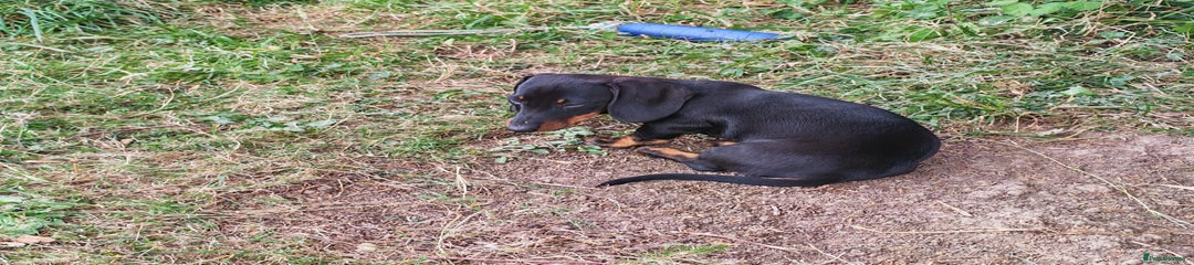 Miniature Dachshund Puppy 3