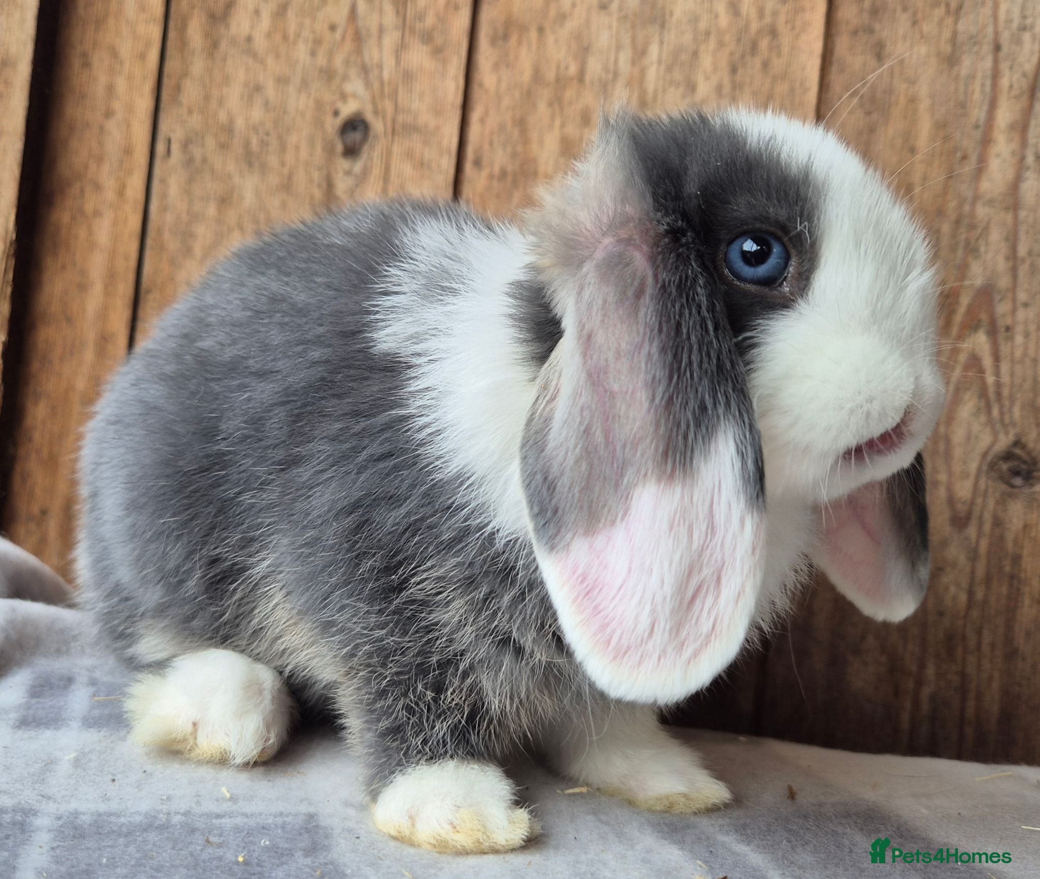 Mini Lop rabbits Mini lops ready now  - Advert 12