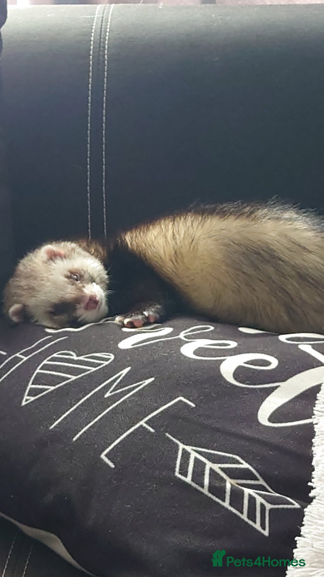 Ferret rodents for sale: 2 male ferrets looking for mew home - Advert 2