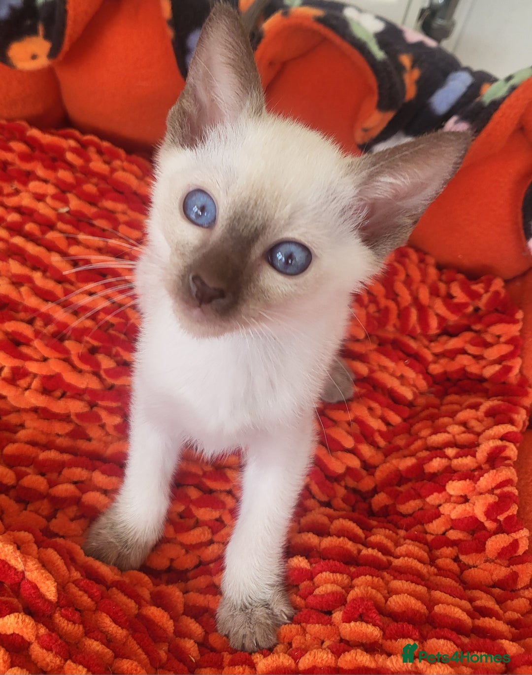 Siamese cats for sale: Traditional Siamese kittens - Image 2