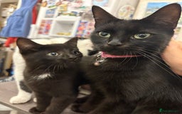 Mixed Breed cats for sale: Mixed kittens  - Image 8