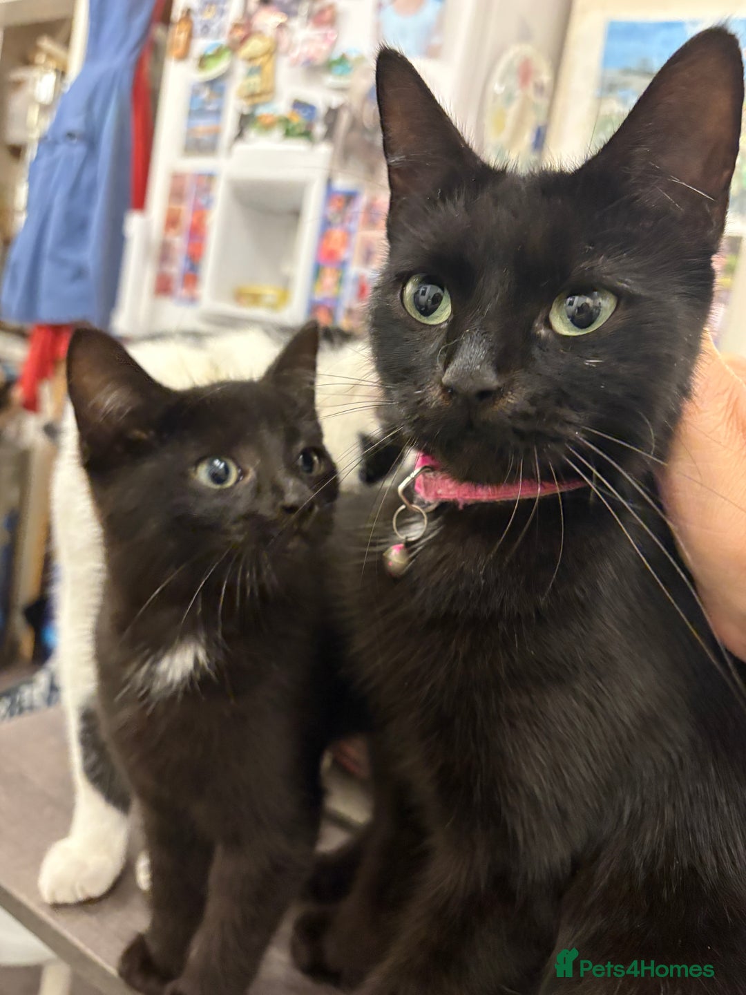 Mixed Breed cats for sale: Mixed kittens  - Image 8