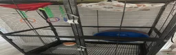 Sugar Glider rodents for sale: Sugar Glider  in Waltham Abbey - Advert 2
