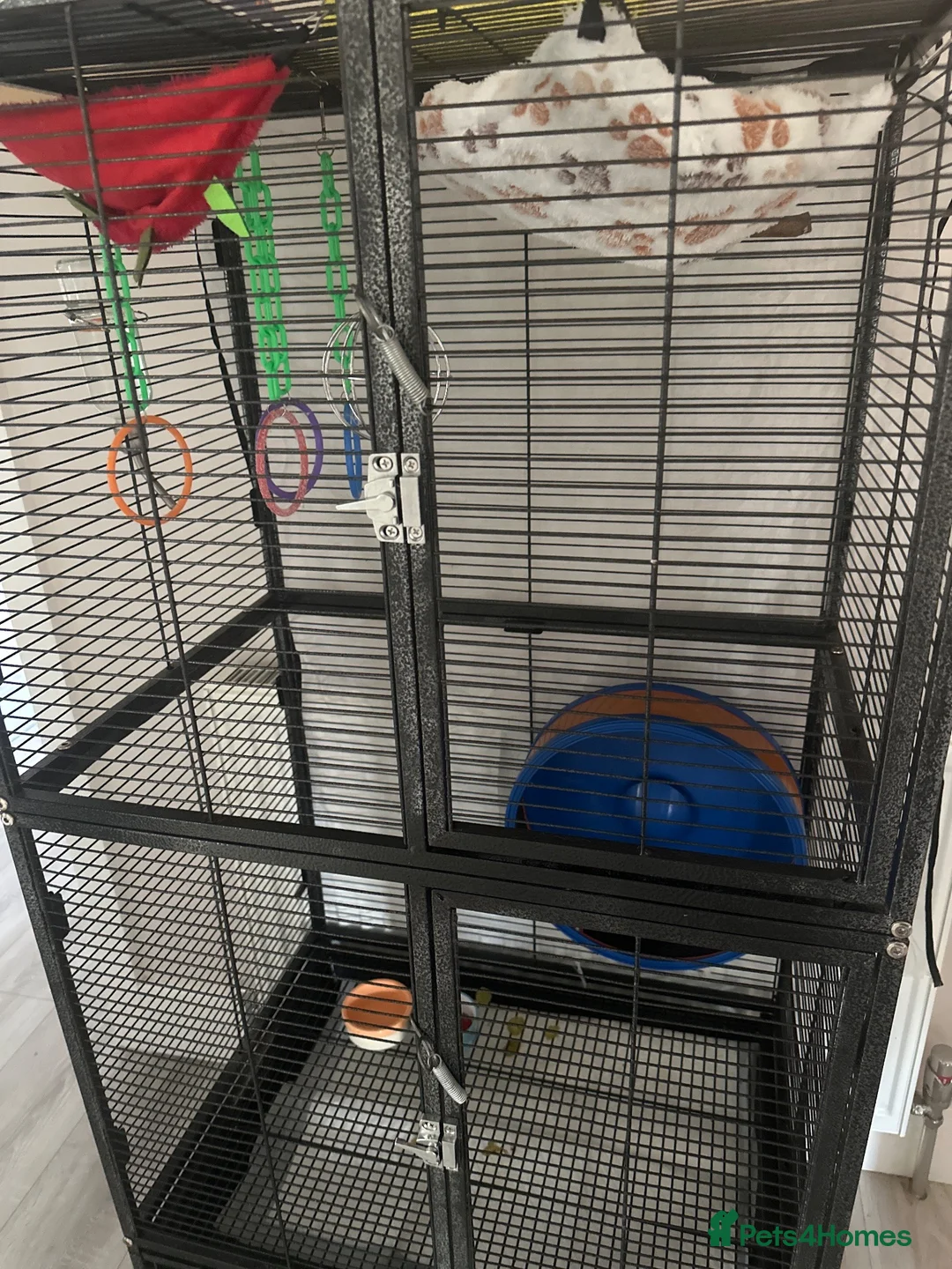 Sugar Glider rodents for sale: Sugar Glider  in Waltham Abbey - Advert 2