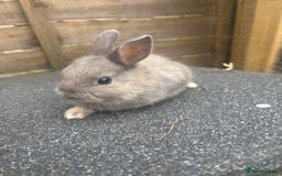 Mixed Breed rabbits for sale: 3 gorgeous baby bunnies for sale  - Image 6