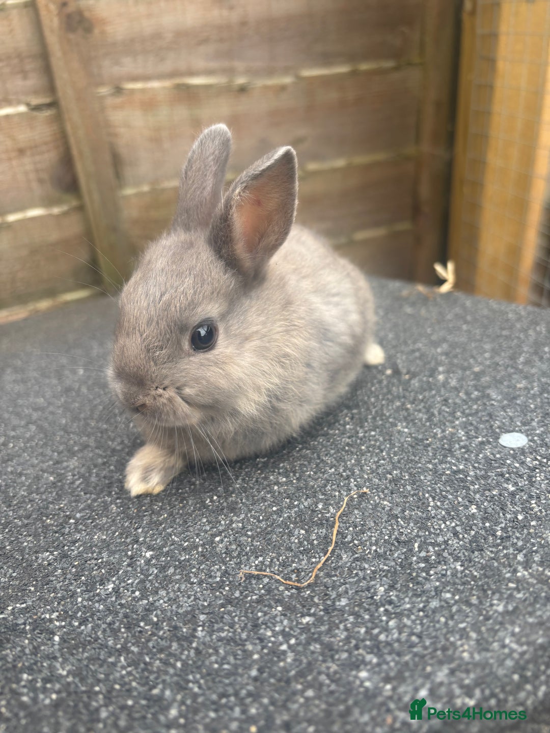 Mixed Breed rabbits for sale: 3 gorgeous baby bunnies for sale  - Image 6