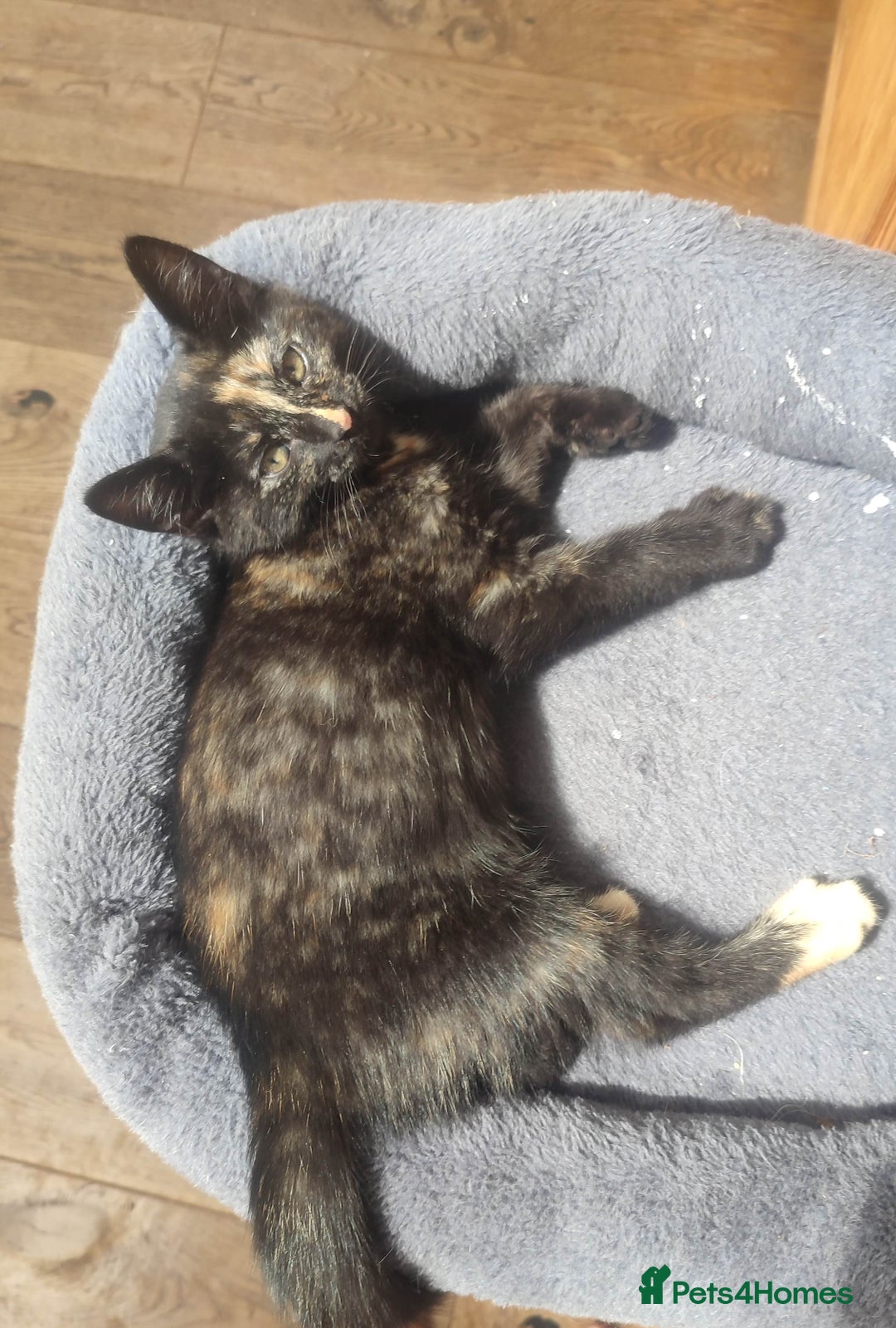 British Shorthair cats for sale: Adorable kittens  in Great Missenden - Image 18