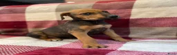 Mixed Breed dogs for sale: 🐾 STUNNING DOBERMAN × LURCHER PUPPIES 🐾 - Advert 6