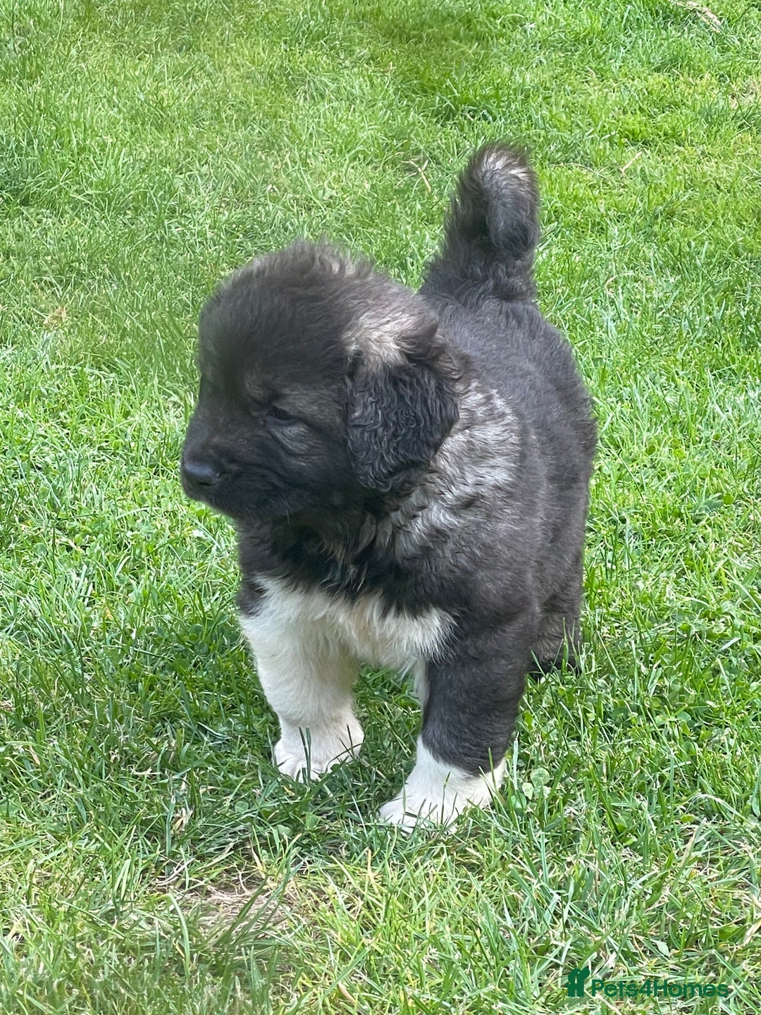 Caucasian Shepherd Dog dogs for sale: Beautiful puppies from huge parents  - Image 4