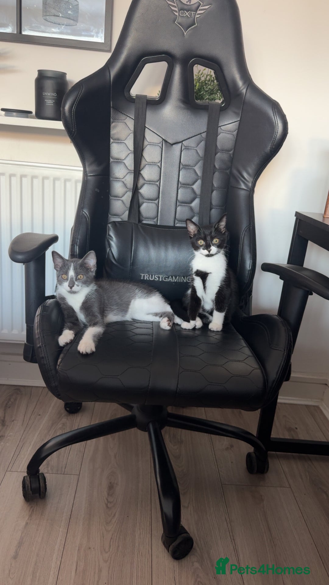 British Shorthair cats for sale: 1 Male & 1 Female kitten - Image 1