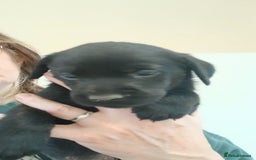 Labrador Retriever dogs for sale: **HEALTH TESTED LABRADOR PUPPIES** - Image 2