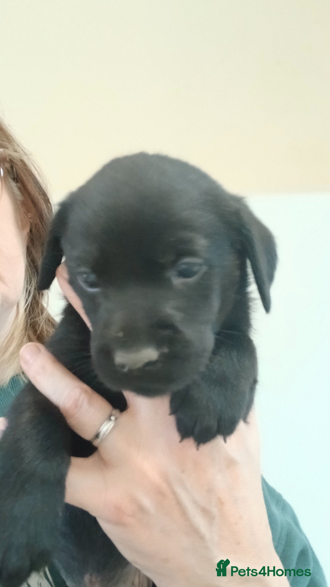 Labrador Retriever dogs for sale: **HEALTH TESTED LABRADOR PUPPIES** - Image 2