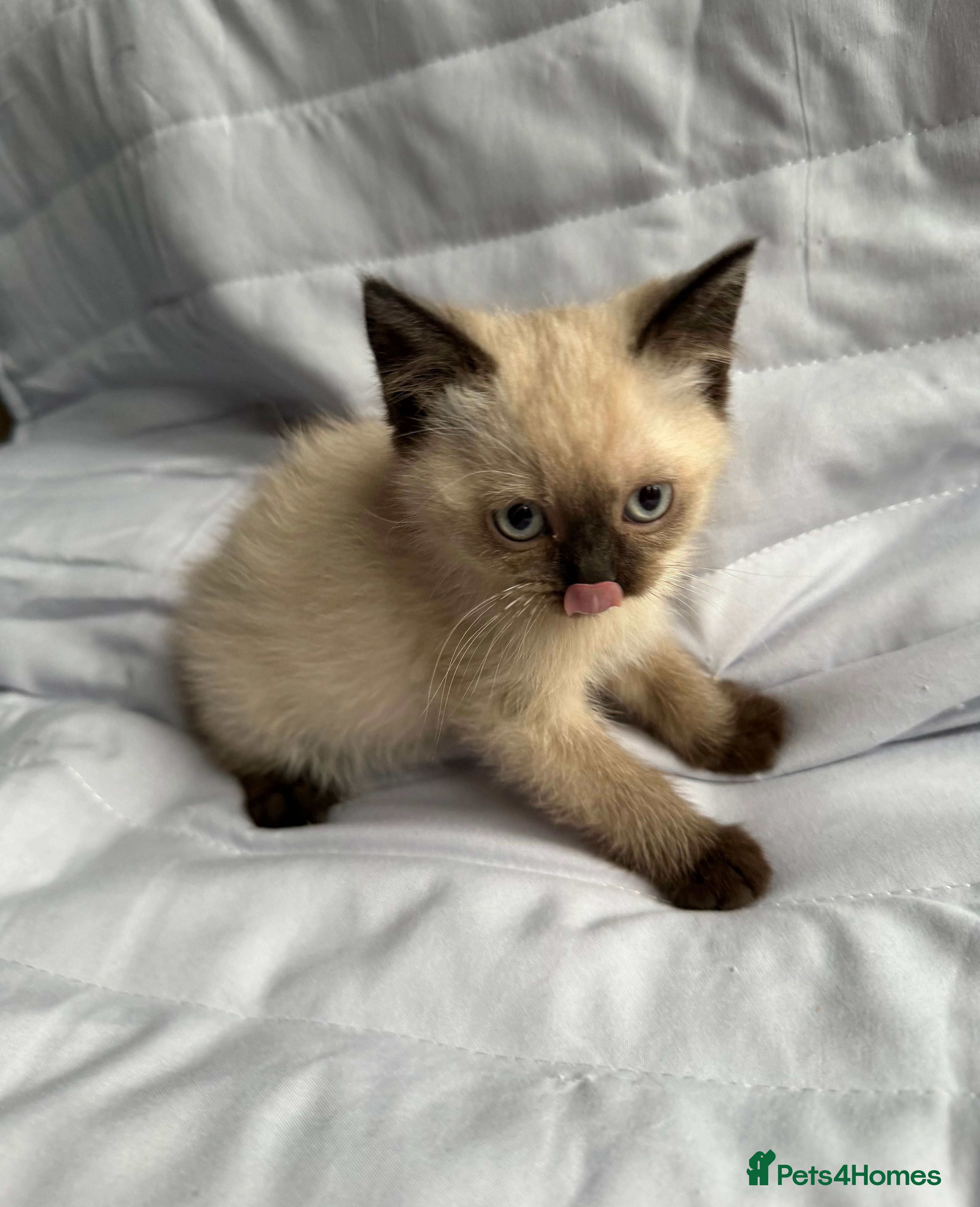 British Shorthair cats Last Pedigree BSH British cat kitten - Advert 17